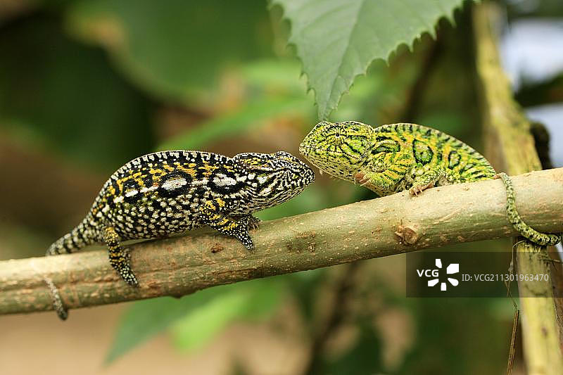 马达加斯加地毯变色龙图片素材