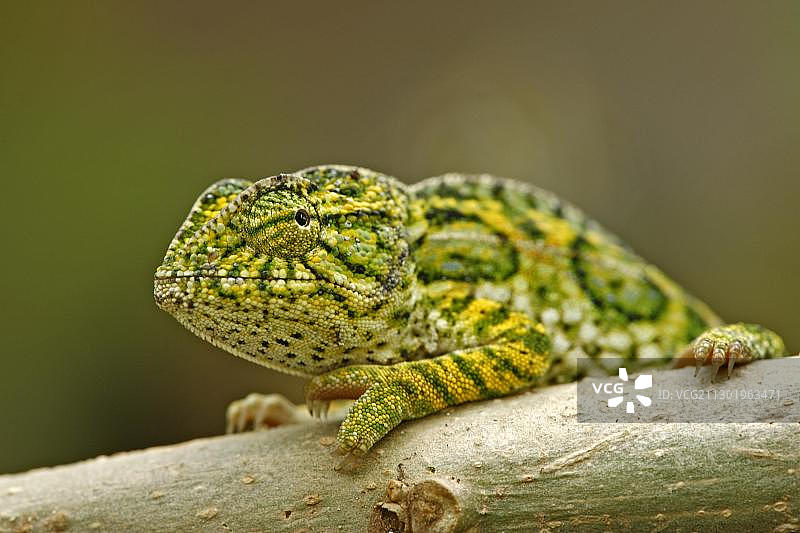 侧颈避役雄性，马达加斯加，非洲图片素材