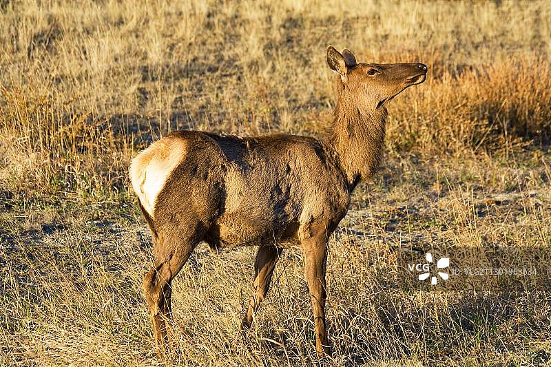 加拿大育空地区的麋鹿图片素材