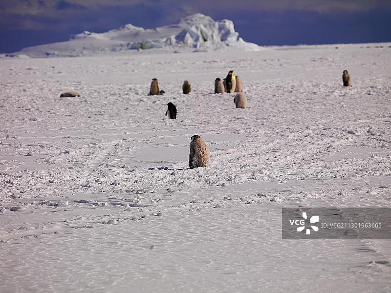 南极罗斯海华盛顿角帝企鹅图片素材