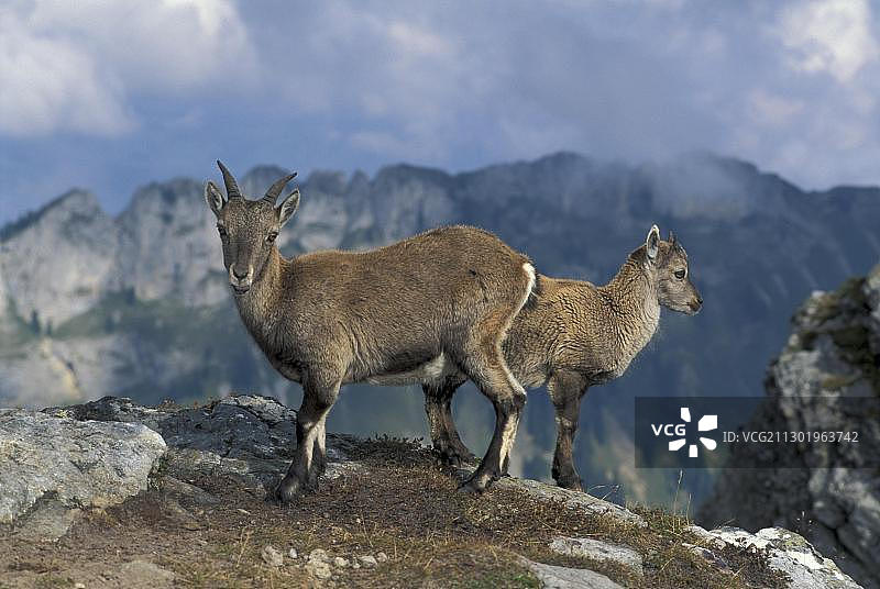 高山野山羊幼崽图片素材