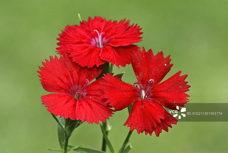 威廉甜菜（须苞石竹），花卉，德国巴登-符腾堡州海德斯海姆图片素材