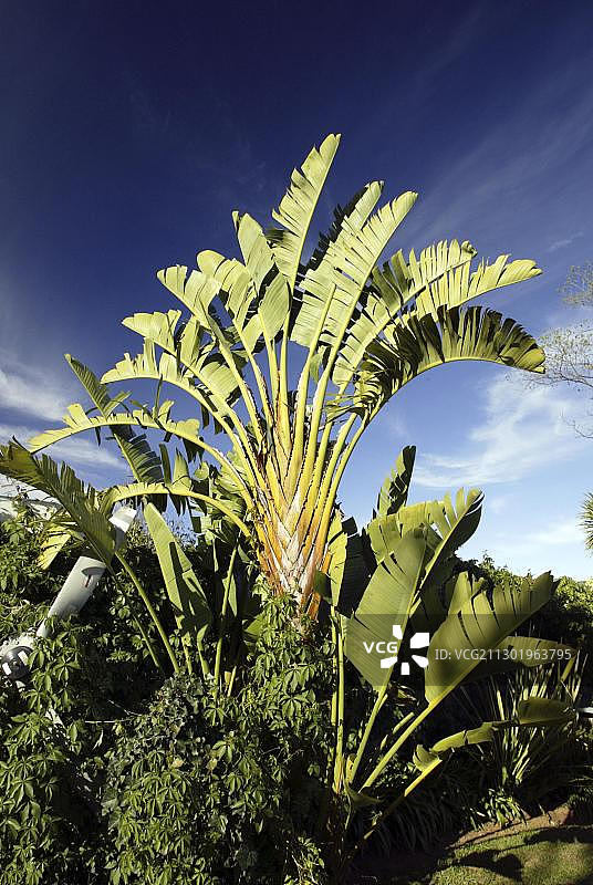 旅人蕉，马达加斯加，非洲图片素材