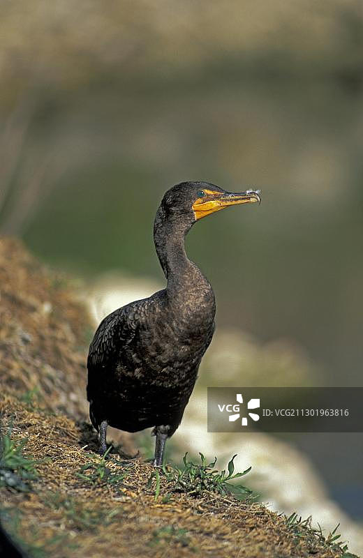 墨西哥鸬鹚，美国佛罗里达州图片素材