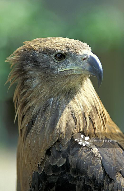 白肩雕，亚洲图片素材