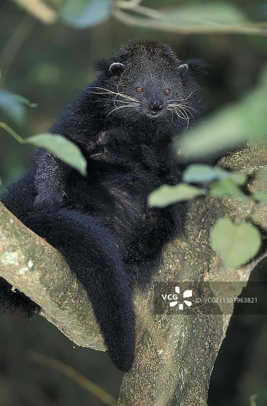 熊狸（亚洲熊狸）图片素材