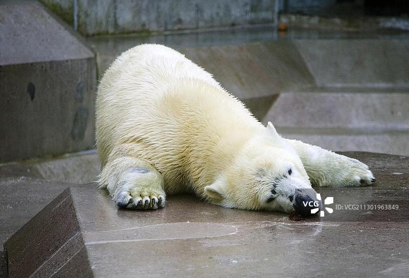年轻雌性北极熊图片素材