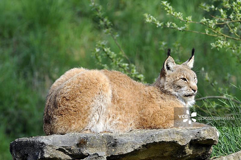 动物园里的欧亚猞猁，德国巴登-符腾堡图片素材