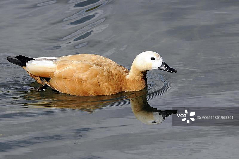 赤麻鸭（Tadorna ferruginea），巴伐利亚动物园，德国，欧洲图片素材