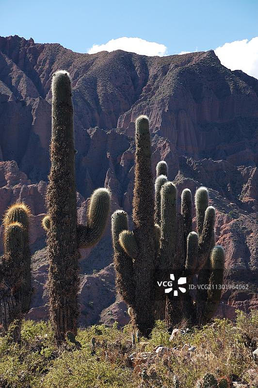 南美洲阿根廷北部胡胡伊省蒂尔卡拉仙人掌图片素材