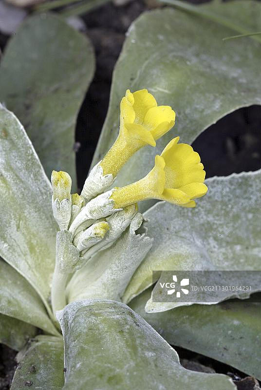 花园樱草花图片素材