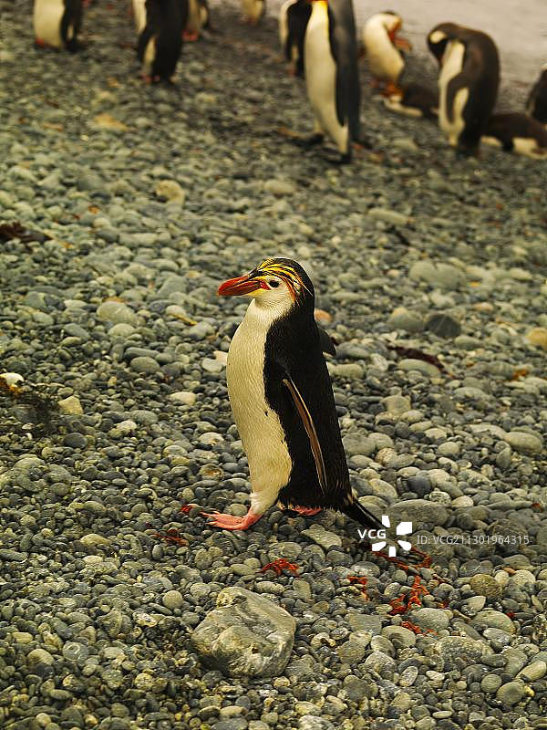 麦夸里岛上的皇家企鹅（澳洲南极领地）图片素材