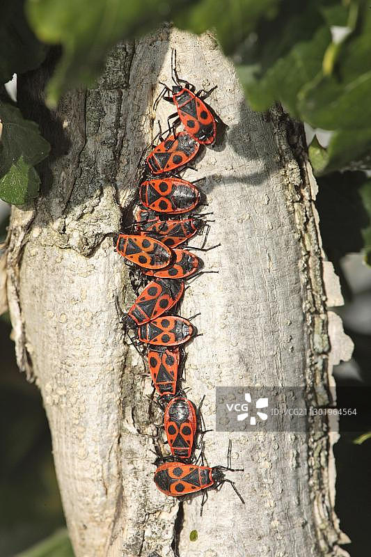 德国树干上聚集取暖的红椿象图片素材