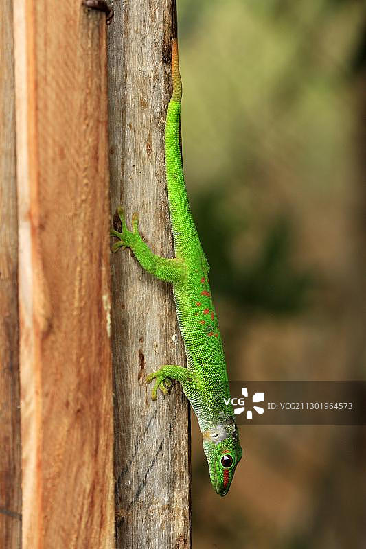 非洲马达加斯加的巨型日间壁虎图片素材