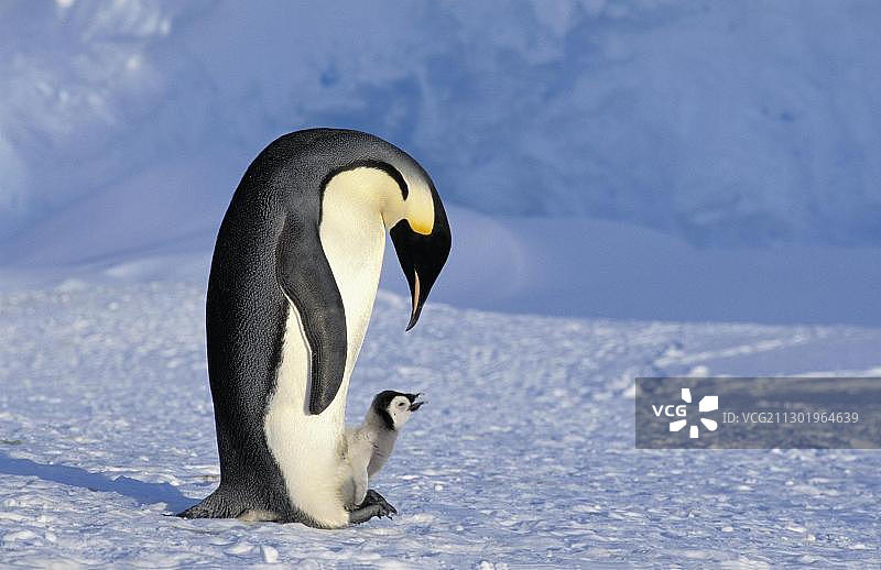 帝企鹅照顾幼崽，南极洲道森-兰伯顿冰川图片素材