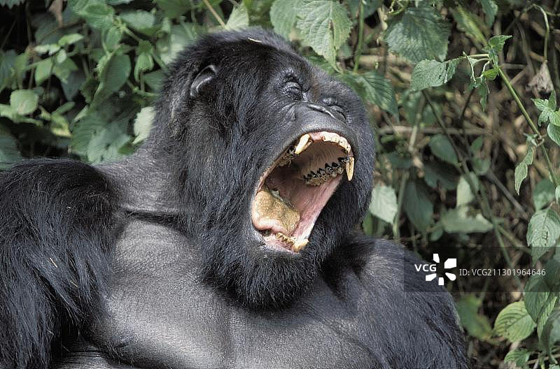 非洲卢旺达火山国家公园的山地大猩猩图片素材