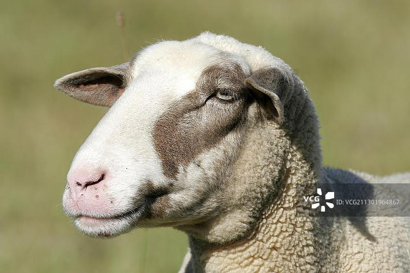 德国莱茵兰-普法尔茨弗尔卡内费尔的家绵羊肖像图片素材