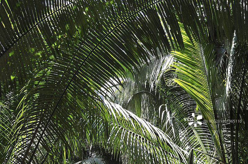 深绿色棕榈叶，拉马奈，伯利兹，中美洲图片素材