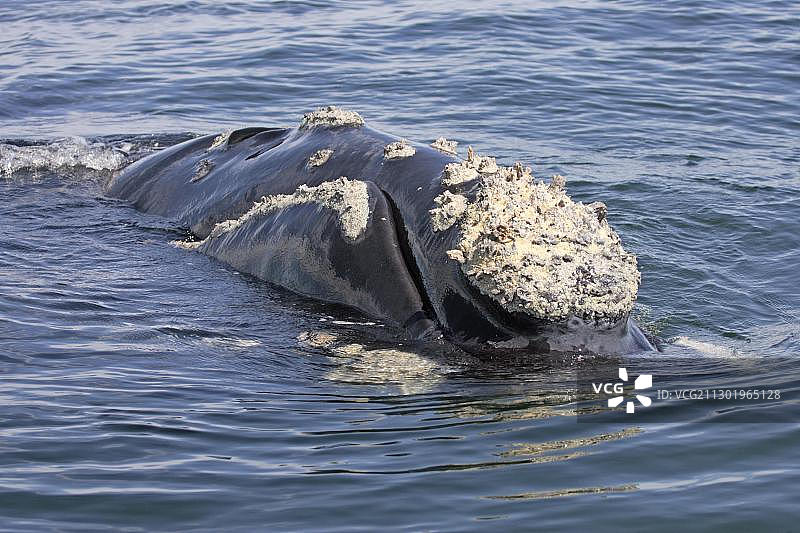 南露脊鲸（Balaena glacialis）成年个体，游泳，头部，赫曼努斯，南非，非洲图片素材