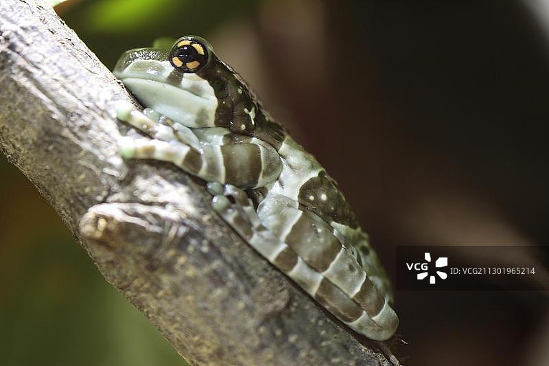 亚马逊牛奶蛙（成年，原产于南美洲）图片素材
