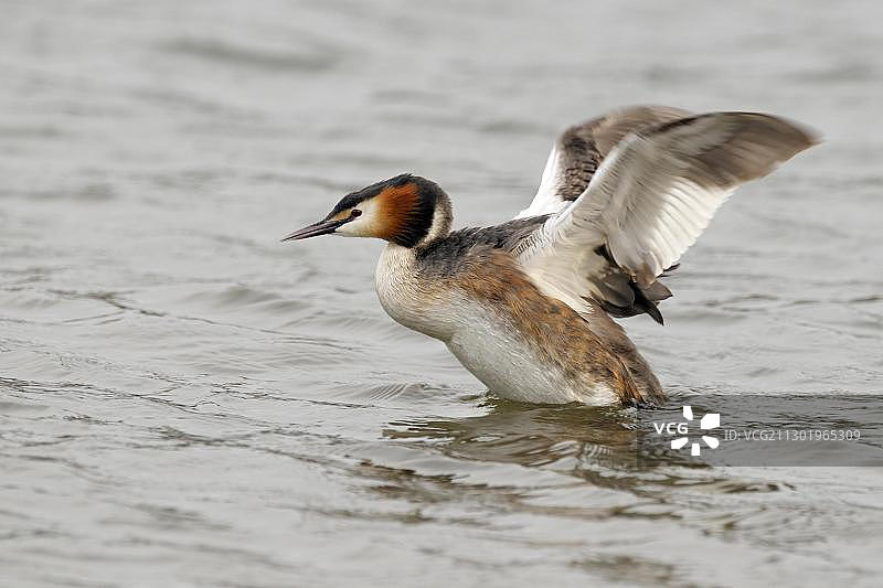 凤头鸊鷉振翅，多瑙河畔，德国巴登-符腾堡州乌尔姆图片素材