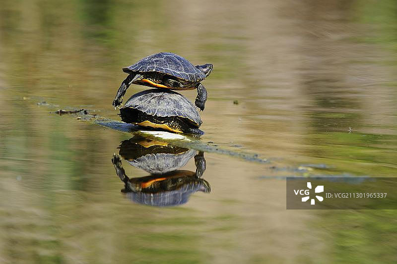 红耳彩龟在德国斯图加特晒太阳图片素材