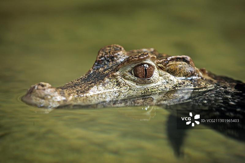 居维叶侏儒凯门鳄（Paleosuchus palpebrosus），成年个体在水中游泳，原产于南美洲图片素材