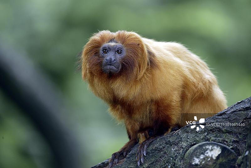 金狮面狨猴（Leontideus rosalia），成年，肖像，产地：南美图片素材