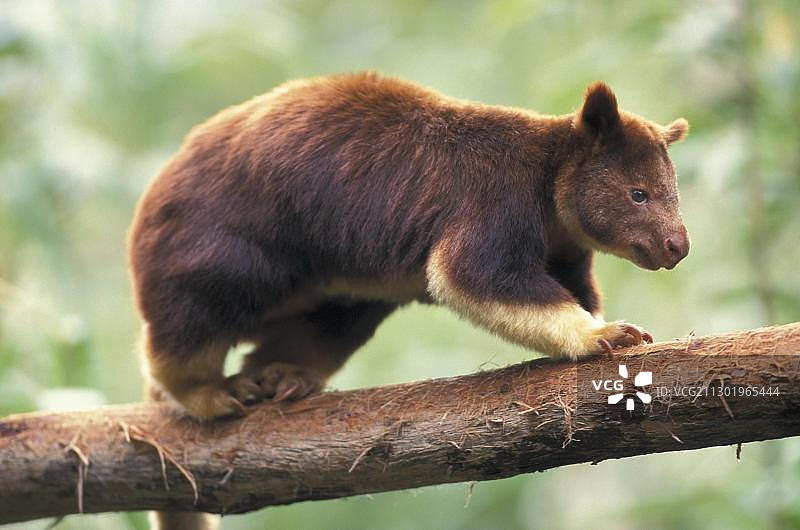 树袋鼠，澳大利亚大洋洲图片素材