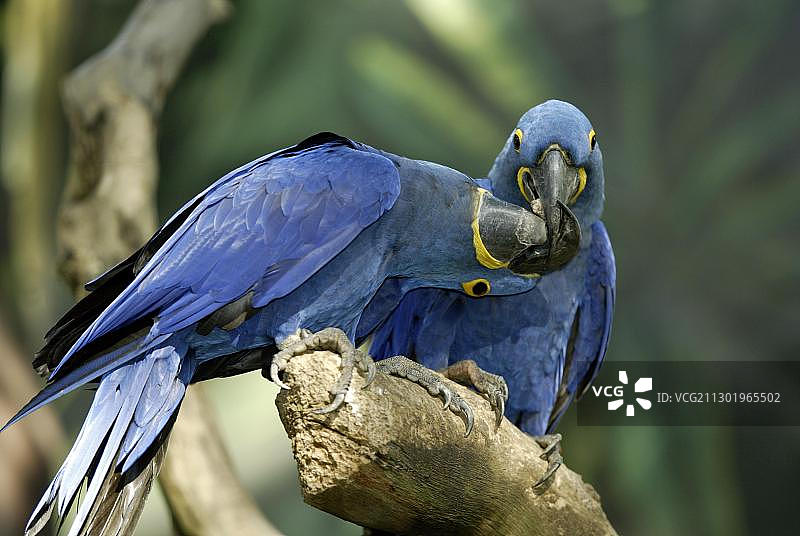 一对正在求偶的紫蓝金刚鹦鹉，原产于南美洲图片素材