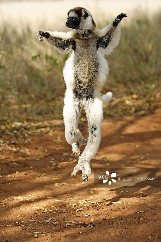跳跃的成年非洲冕狐猴，贝伦蒂禁猎区，马达加斯加图片素材