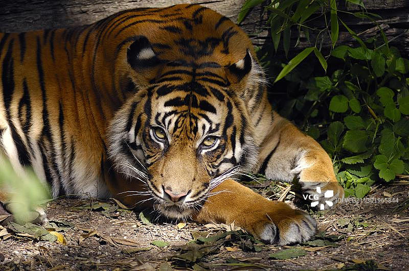 苏门答腊虎图片素材