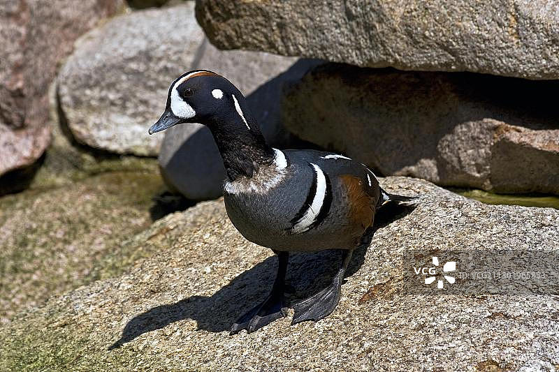 丑鸭（雄鸟）图片素材