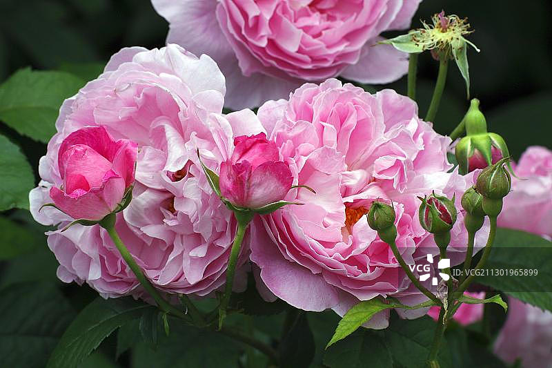 名为“玛丽·罗斯”的英国香玫瑰品种（玫瑰“玛丽·罗斯”）图片素材