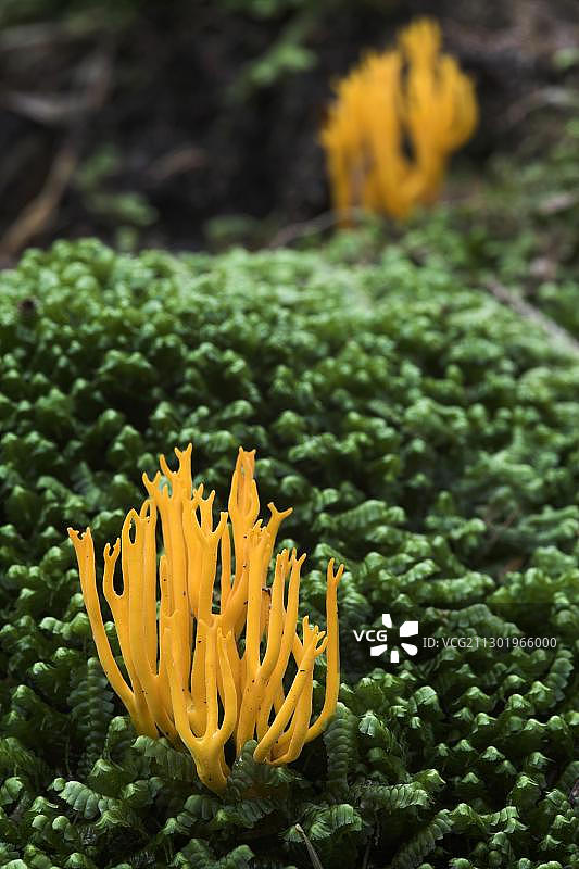 珊瑚菌，德国巴登-符腾堡州图片素材