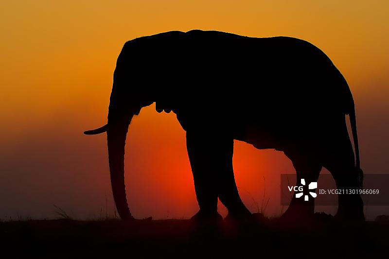 非洲丛林象，博茨瓦纳乔贝河日落图片素材