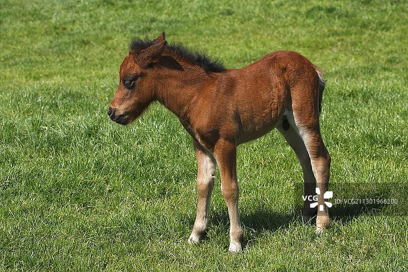 设特兰矮种马驹图片素材