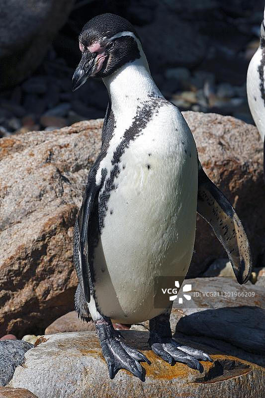 洪堡企鹅图片素材