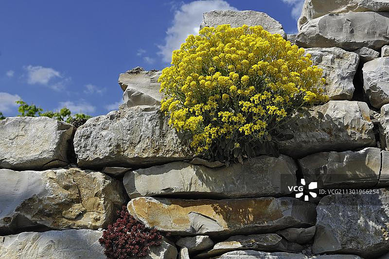 德国金色岩荠花篮图片素材