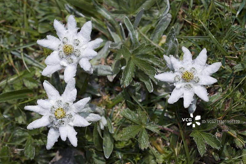 雪绒花（高山火绒草），特拉戈斯，施蒂利亚州，奥地利，欧洲图片素材