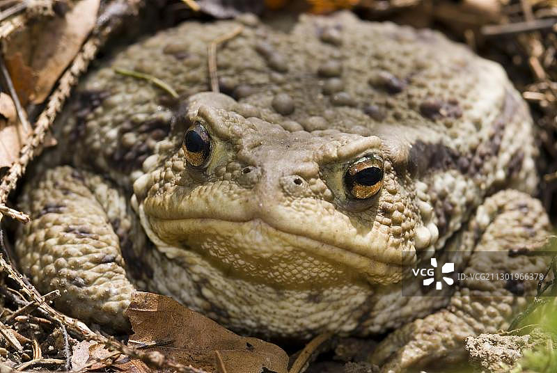 欧洲上奥地利州卡尔卡尔彭国家公园的蟾蜍图片素材