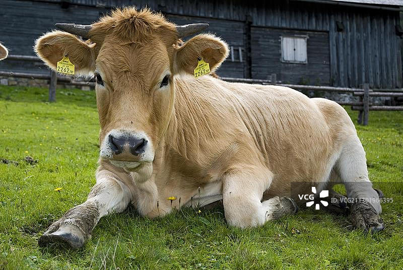 奥地利卡尔卡尔彭国家公园草地上的奶牛图片素材