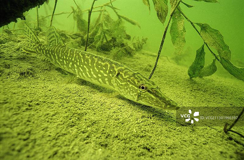 埃尔劳夫湖中的白斑狗鱼，奥地利施蒂利亚州玛丽亚采尔，欧洲图片素材