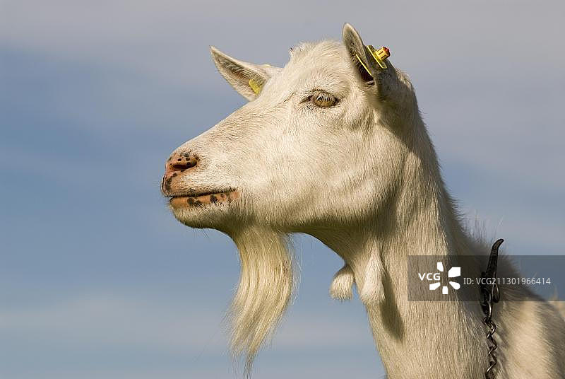 家山羊（Capra hircus）图片素材