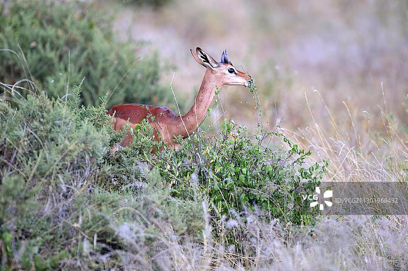 瓦氏瞪羚，肯尼亚桑布鲁国家保护区，东非图片素材