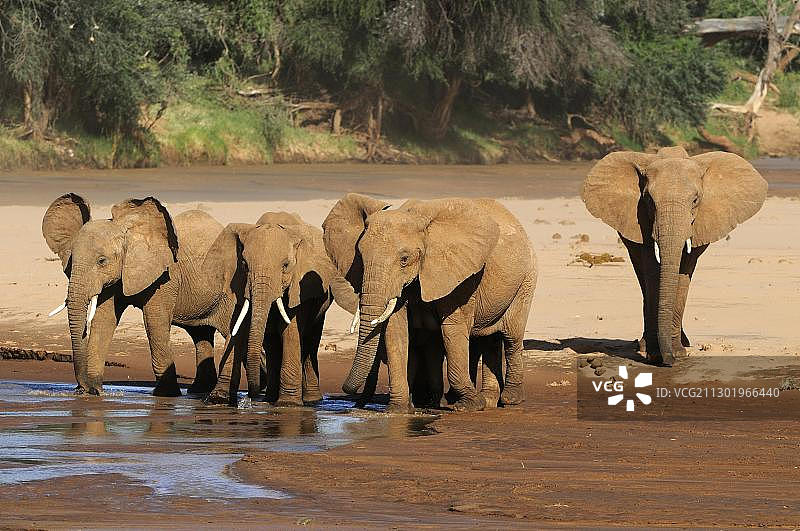肯尼亚桑布鲁国家公园水边的非洲象群图片素材