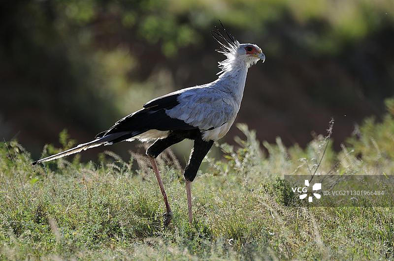 逆光下的蛇鹫，肯尼亚桑布鲁国家保护区图片素材