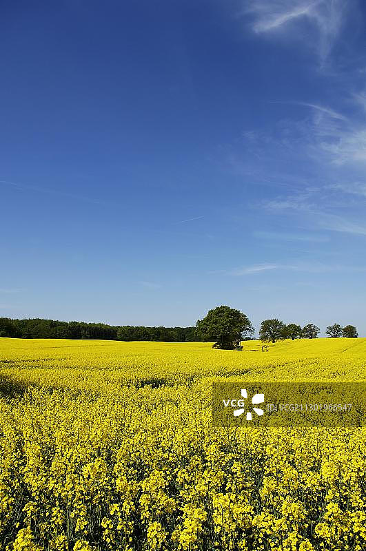 德国梅克伦堡-前波美拉尼亚州克雷姆布茨的油菜花田图片素材