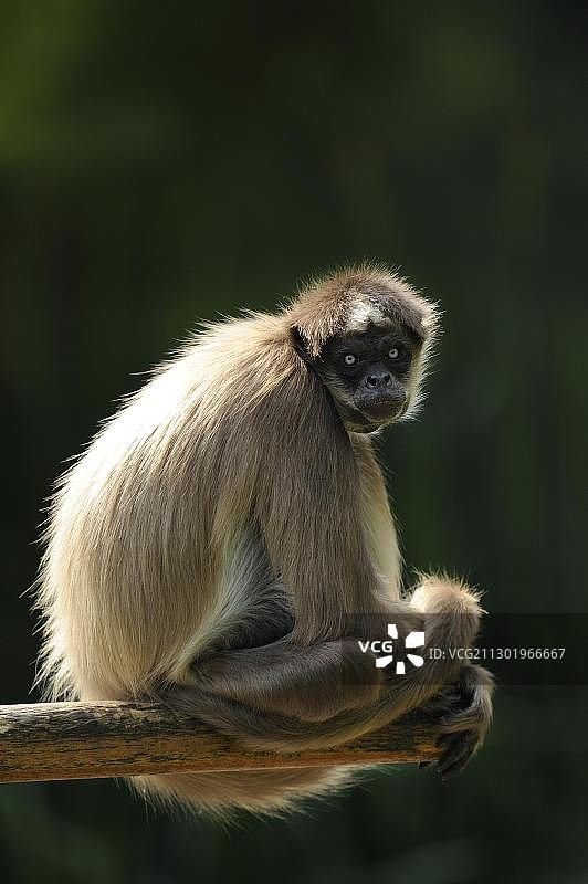 白额蜘蛛猴图片素材