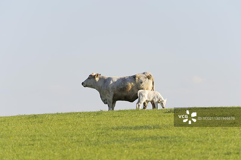 在德国巴伐利亚州格罗尔茨霍芬的牧场上，站着一头带着小牛的夏洛莱母牛图片素材